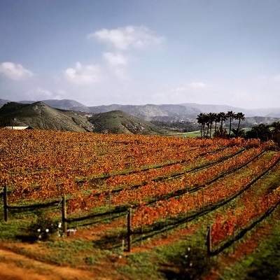 Vineyard Tour - Grapes