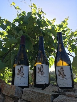 Golden Albarino 3 Pack
